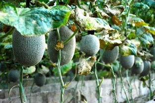 发黄的吃瓜网,网络舆论场中的“黄瓜”现象