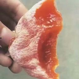 吃蜜瓜的猴子视频,欢乐瞬间捕捉