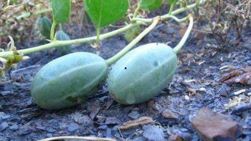 洋瓜发芽了可以吃吗图片,能否食用揭秘