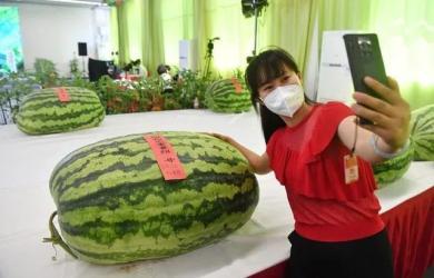 在线吃瓜 起点,揭秘“在线吃瓜”背后的娱乐生态