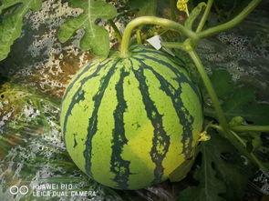 《吃瓜唐十八》合集,宫廷秘闻与市井传奇的交织