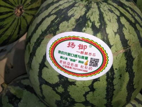 吃瓜夜兰,瓜田里的夜兰传奇