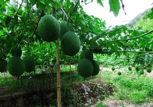 吃吊瓜通便,轻松通便新体验